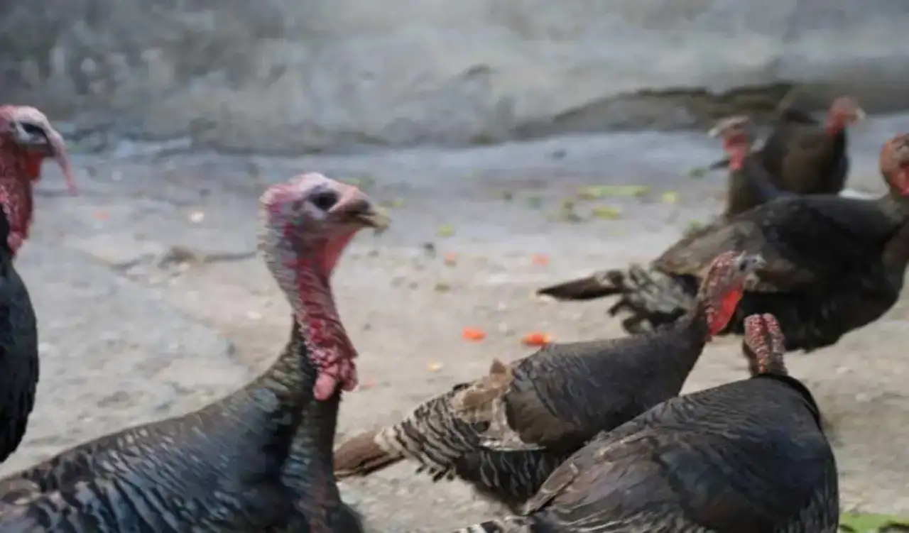 Adana’da Alışılmadık Pazar: Cadde Cadde Gezen Hindiler Görücüye Çıkıyor! 3